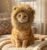 Lion Mane Costume for Cats