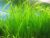 Marcus Fish Tanks 6 Jungle Val – Jungle Vallisneria Live Aquarium Freshwater Plants