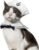 NAMSAN Pet Sailor Costume for Cats Small Dogs Rabbits, Halloween Cat Sailor Hat with Tie Collar, Small Dog Navy Hat Cape, Halloween Cat Sailor Outfit for Holiday Party Cosplay Statue Decoration
