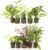 Live Freshwater Aquarium Plants – 10 Assorted Potted for Fish Tanks – (Grower’s Choice) Beginner Friendly