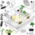 MoonOrange Small Turtle Tank Kit(Tank+Light+Filter), Acrylic Turtle Tank Starter Kit with Bask Platform, Bottom Drain, Multi-Function Area for Small Reptiles.(White)
