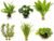 Assorted Mixed Plant Bundle | Live Aquarium Plant, Freshwater, Low | Medium | High Light