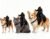 Headless Horseman Dog Cat Halloween Costume