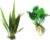 Java Fern and Anubias Aquarium Plant Bundle – Live Freshwater Plants for Aquascaping, Low Maintenance, Easy Beginner Friendly Decor for Fish Tank
