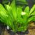 Amazon Sword – Echinodorus Bleheri x3 Plants – Live Aquarium Plant