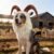 Onmygogo Funny Pet Reindeer Moose Costumes for Dog, Cute Furry Pet Wig for Halloween Christmas, Pet Clothing Accessories