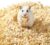 hamster wood shaving bedding,wood shavings for bird bedding,natural aspen shavings,low-dust nesting material,for cages,nest boxes,for parrots hedgehog reptile chinchilla small animal bedding & litter