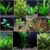 Florida 10 Species Live Aquarium Plants Bundle