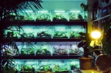 A Beginner’s Guide to Setting Up a Healthy Home Aquarium