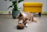 A Complete Guide to Building a Healthy Daily Routine for Pets