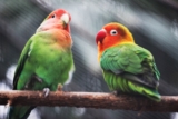 Common Bird Care Mistakes First-Time Owners Should Avoid