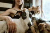 Essential Pet Care Tips Every New Pet Owner Should Know