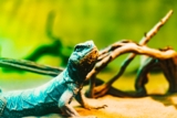 How to Create the Right Habitat for a Pet Reptile