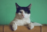 How to Introduce a New Cat to Other Pets in Your Home