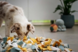How to Keep Your Dog Mentally Stimulated and Active