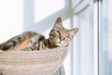 How to Keep an Indoor Cat Happy, Active, and Entertained