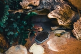 Reptile Heating, Lighting, and Humidity Explained for Beginners