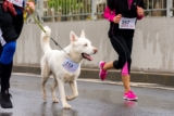 Simple Ways to Improve Your Dog’s Daily Exercise Routine